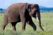 slon africký- živočichoé.jpg